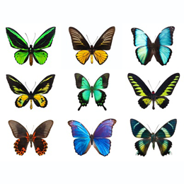 Timbres
du thème Papillons
'
Timbres
du thème Papillons
'