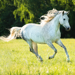 
Timbres





du thème Chevaux


'