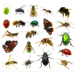 Timbres
du thème Insectes
'
Timbres
du thème Insectes
'