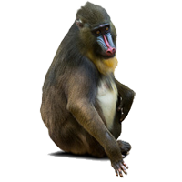 Timbres
du thème Singes
'
Timbres
du thème Singes
'