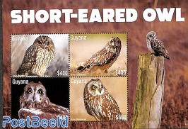 Short-Eared owl 4v m/s