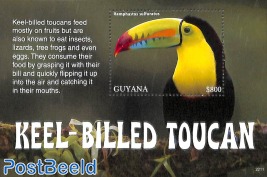 Keel-Billed Toucan s/s
