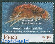 Amphipoda hyalella 1v