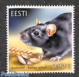 Animals, rat 1v