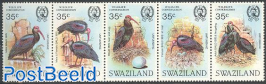 Bald ibis 5v [::::]