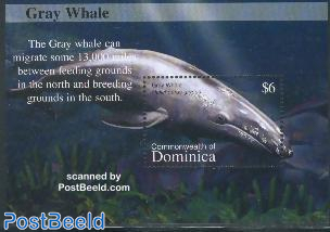 Gray whale s/s