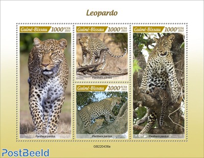 Leopards