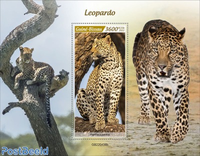 Leopards